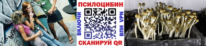 omg маркетплейс  купить наркотик  Богородск  Псилоцибиновые грибы мухоморы 